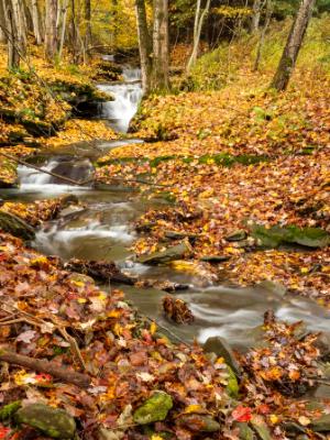 Leafy Forest Stream Leafy Forest Stream