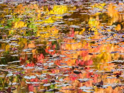 Leaves Floating on Color Leaves Floating on Color