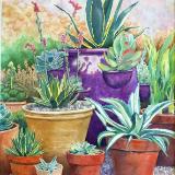 Potted Agaves 2015 first in garden series