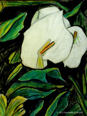 White Calla 