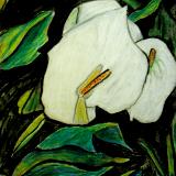 White Calla 