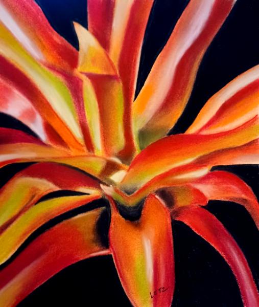 "Apricot Bromeliad"