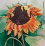 sunflower sunflower