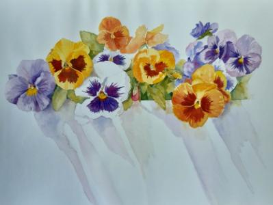 Pansies