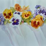 Pansies