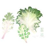 Three Cabbage Leaves