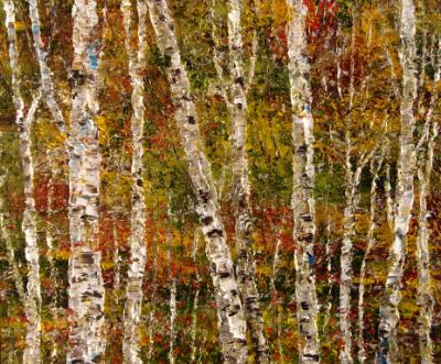 Birch 2