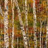 Birch 2