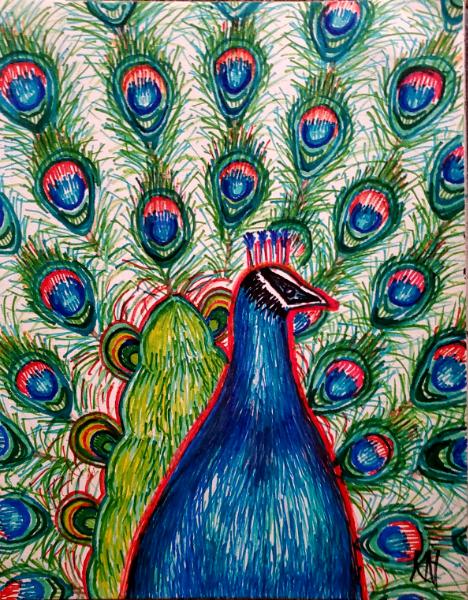 Accentuated Peacock 