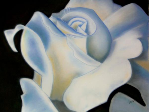 "White Rose"