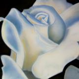 "White Rose"