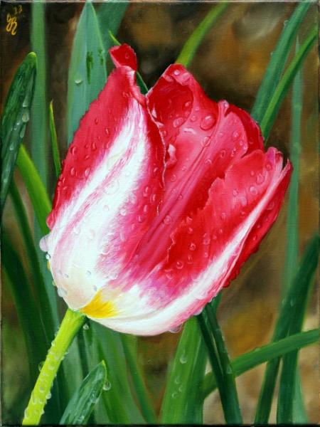 Rain Washed Tulip