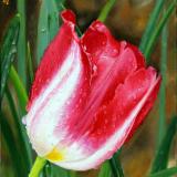 Rain Washed Tulip