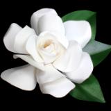 Gardenia Pin