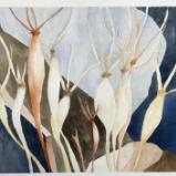 Desert Trumpet, Winter (sold)