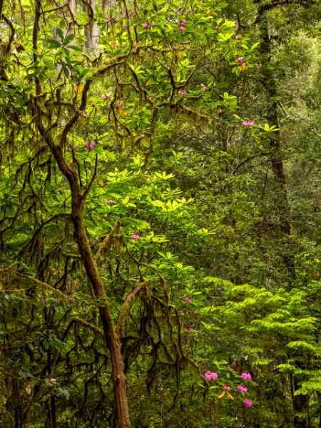 Moody, Mossy Trees and Pink Blooms