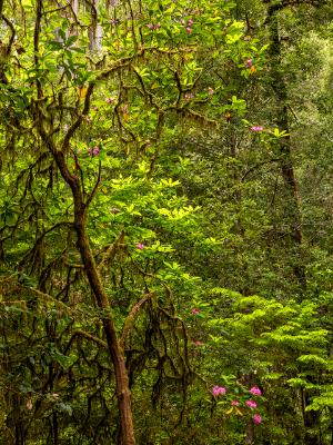 Moody, Mossy Trees and Pink Blooms Moody, Mossy Trees and Pink Blooms