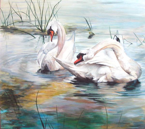 Evening preening      (Swans on the Rideau River Ottawa)