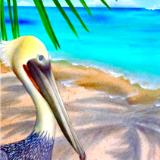 Pelican bay 