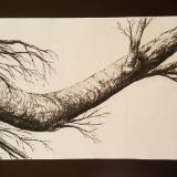 Branches 1