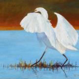 Great White Egret