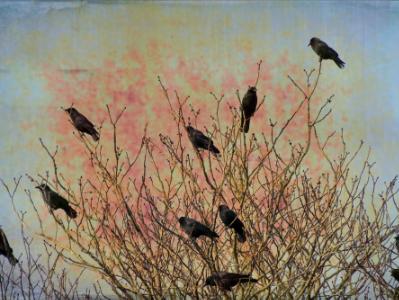 Gathering of Crows Gathering of Crows