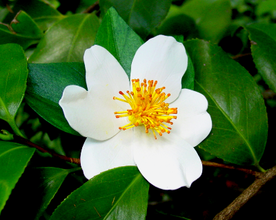 Camellia Snowfall Camellia Snowfall