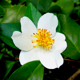 Camellia Snowfall