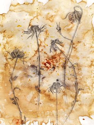 Seeds of Summer Seeds of Summer