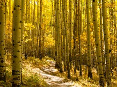 Grove of Golden Aspens Grove of Golden Aspens