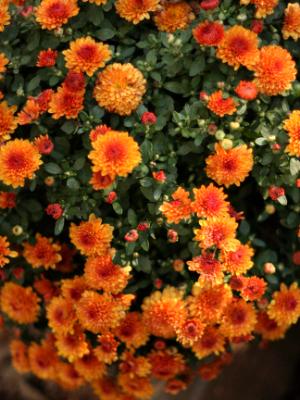 Orange Mums