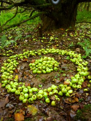 Cider apple circle Cider apple circle
