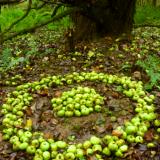 Cider apple circle