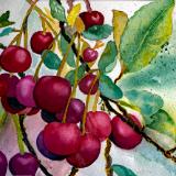 Cherries