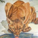 Thirsty Cougar