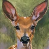 Fawn SOLD