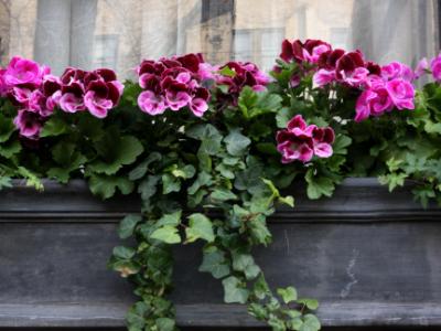 Brooklyn Heights Windowsill