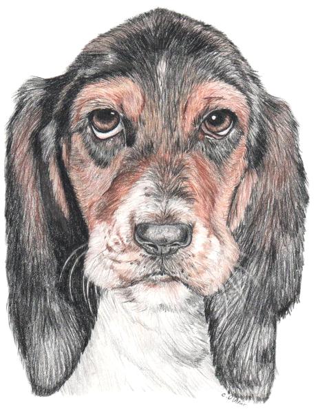 Bassett Hound