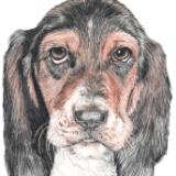 Bassett Hound