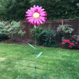 Giant Asters in Many Colors