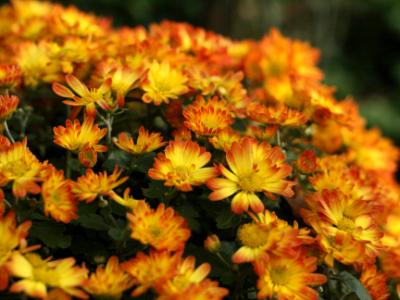 Yellow Mums