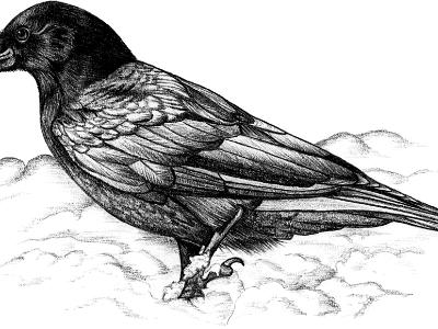 Rainbow Crow Rainbow Crow
