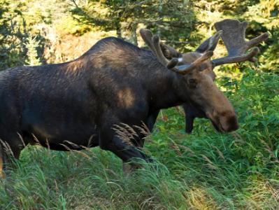 Bull Moose Walking Bull Moose Walking