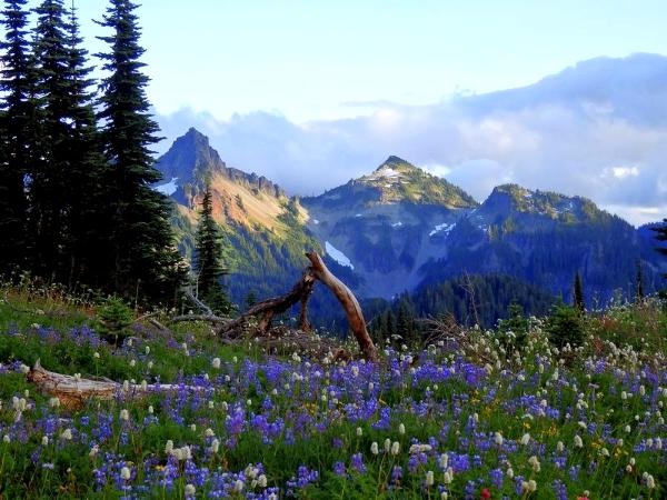 Mount Rainier National Park