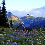 Mount Rainier National Park