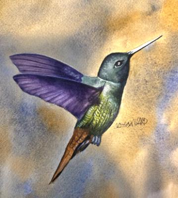 Hummingbird (watercolor)