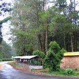 pine trees