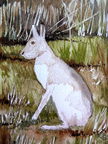 Irish Mountain Hare