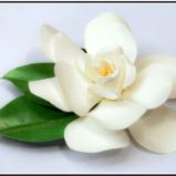 White Gardenia Pin