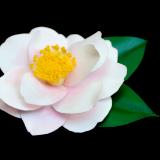 Camellia Magnoliaeflora Hair Clip